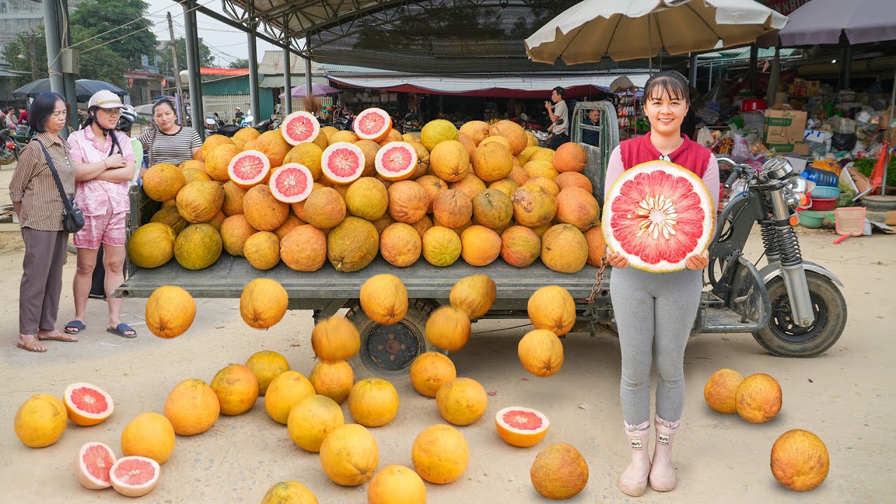 Harvest 1000+ Red-Fleshed Pomelos, Use 3-Wheeled Truck Transport Many Red-Fleshed Pomelos To Sell