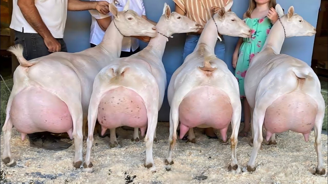 15 / 20 Kg Milk Day Record || Highest 💥 Milking Saanen Goats | No One Goats For Milk Production