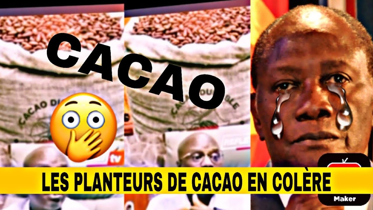 LES PLANTEURS DE CACAO EN COLÈRE CONTRE DRAMANE😢