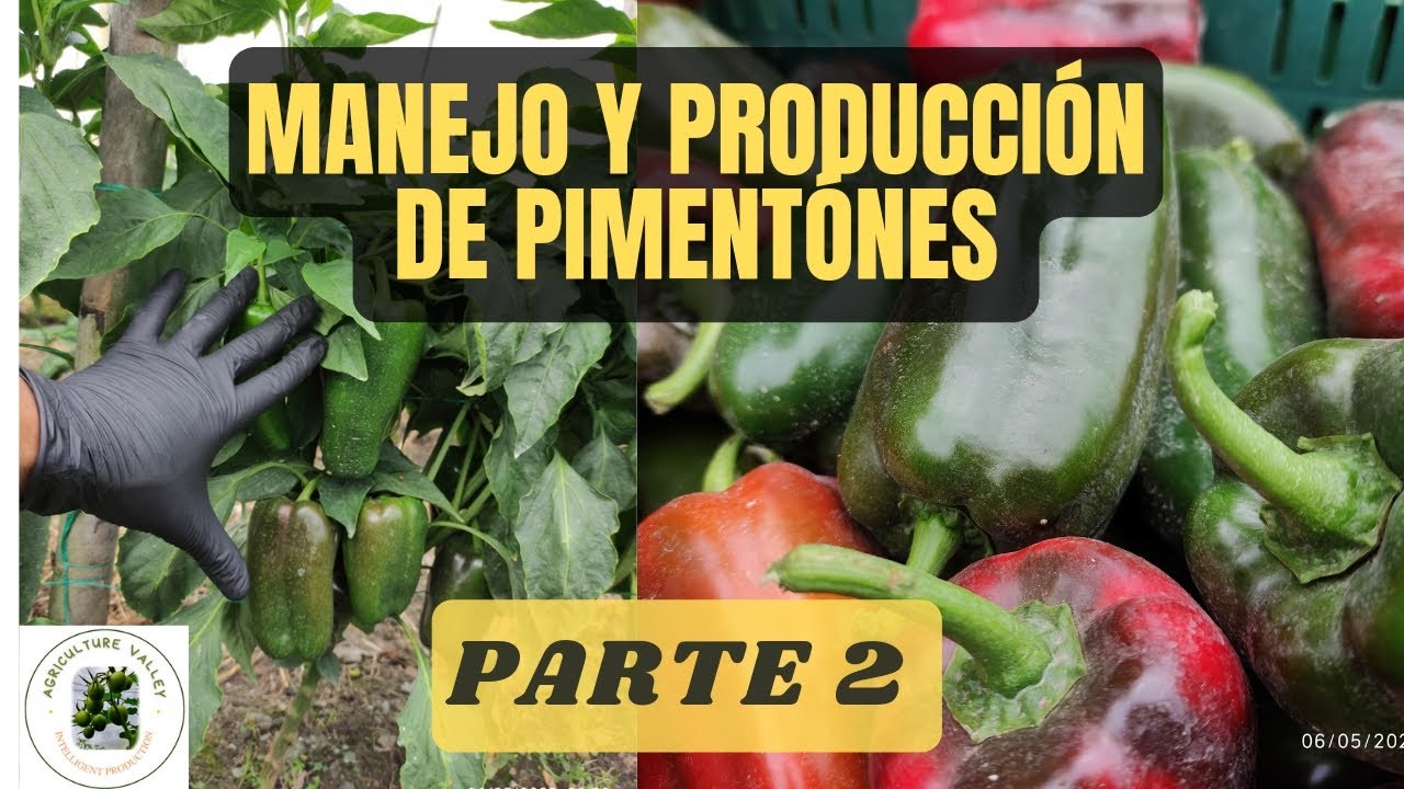 CULTIVO DE PIMENTÓNES - PIMIENTOS,  esquema de fertilización completo. P2.