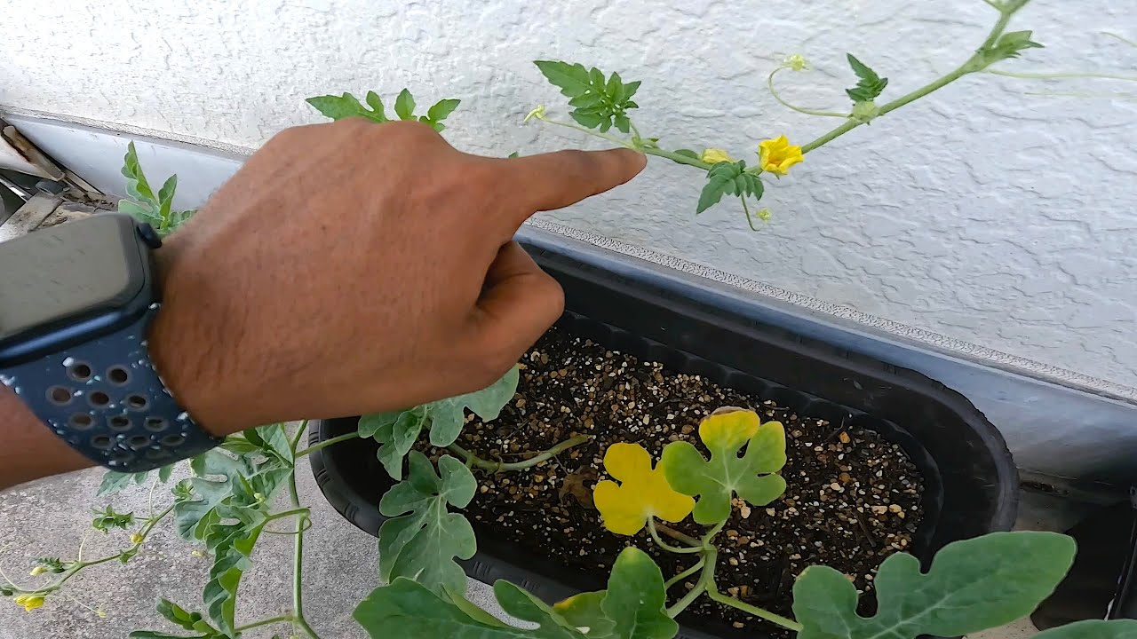 Mid-Season Garden Update: Cherry Tomatoes, Okra & Baby Watermelons All Growing Fast! | the Wingman