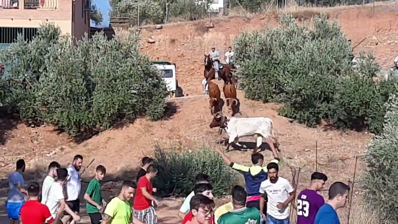 encierro campero en la puerta de segura jaen