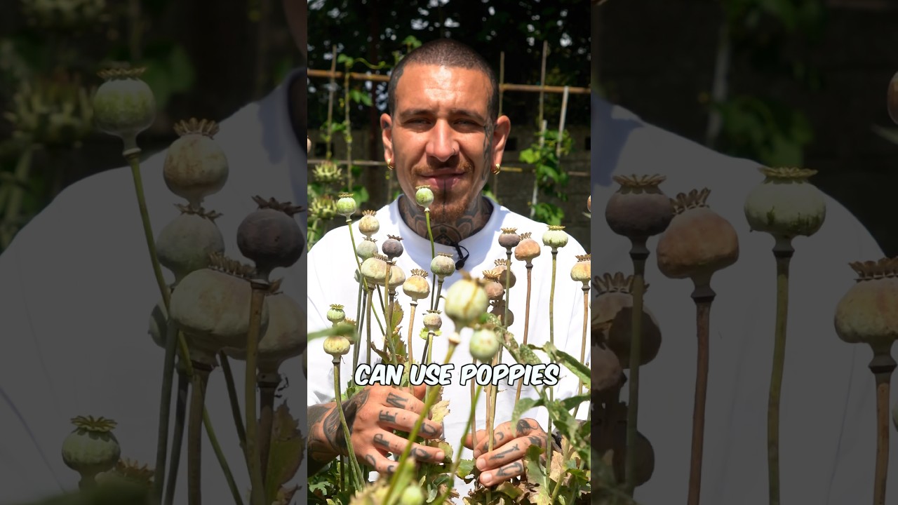 Poppy Medicinal Flowers #shorts