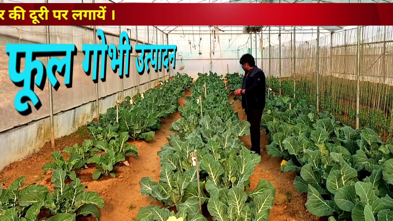 पॉली हाउस में फूलगोभी की उत्पादन तकनीक