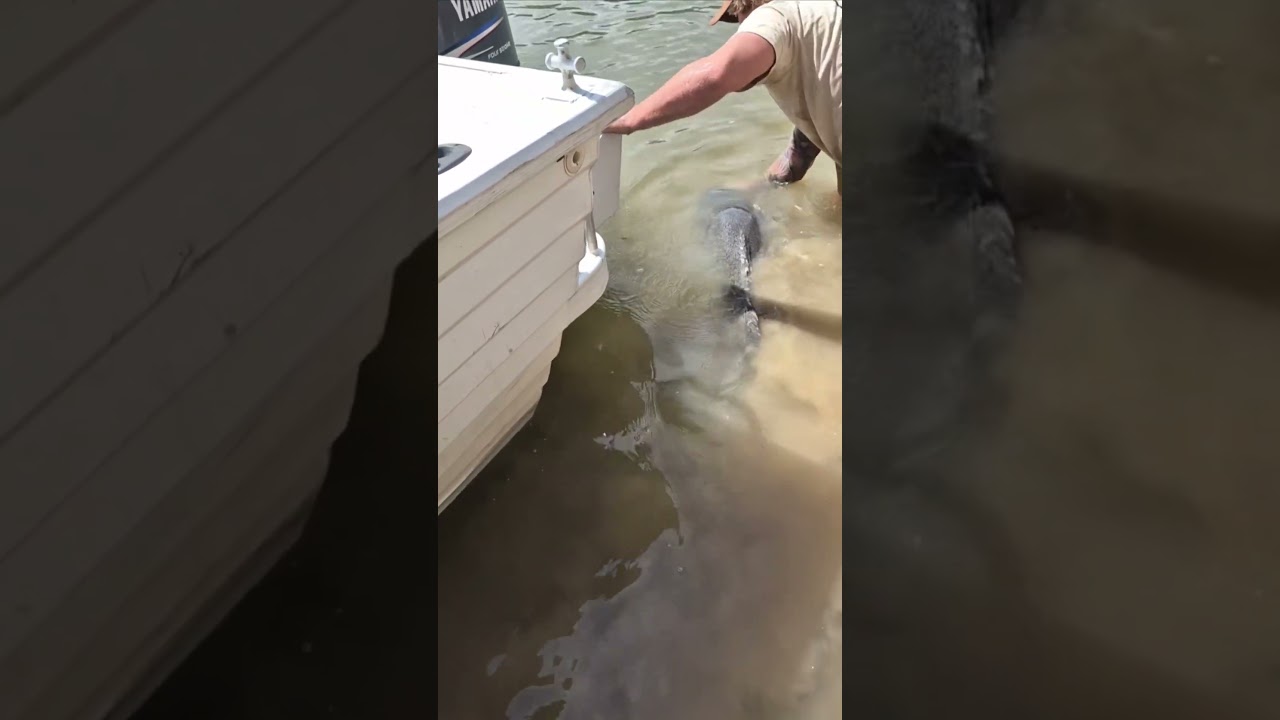 Giant Fish Caugh and Released Alive | Amazing Epic Biggest Fish in river Footages