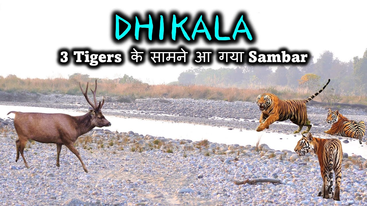 DHIKALA | 3 Tigers के सामने आ गया Sambar deer