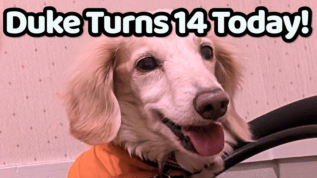 Duke Turns 14 Today! | Birthday Night in Odaiba Tokyo with My Dogs