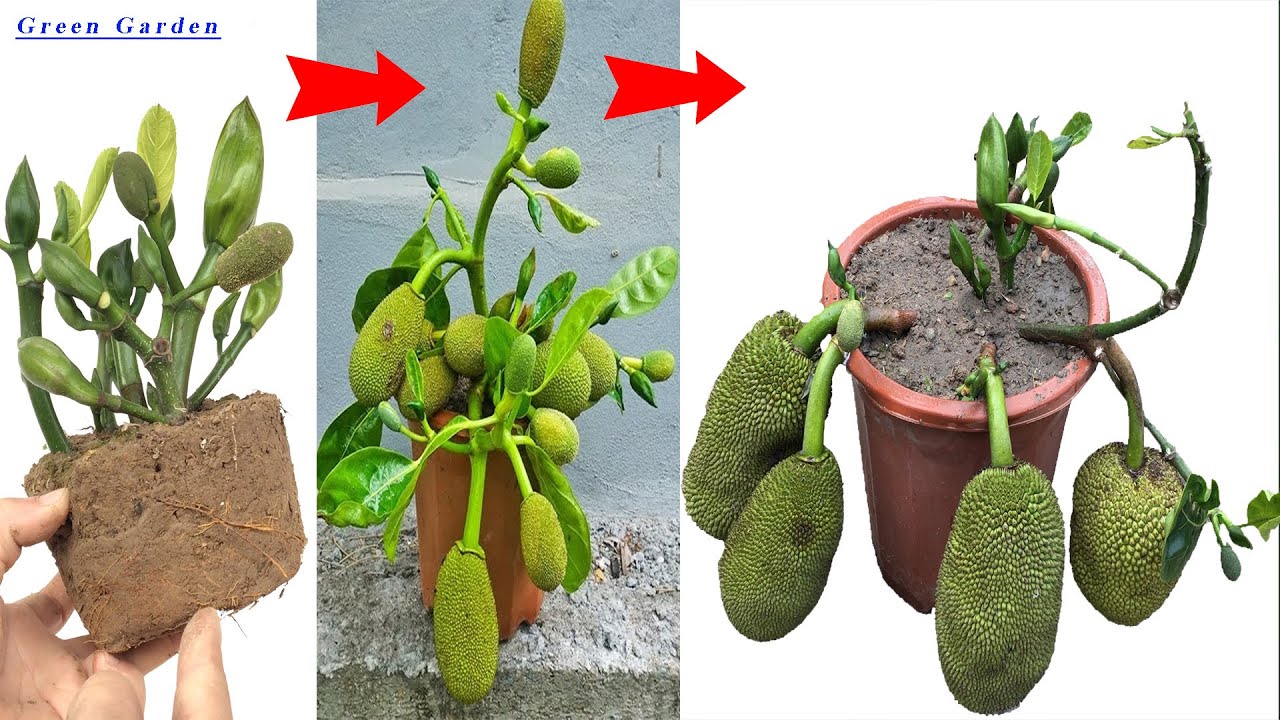 2 METHODS of propagating jackfruit trees grown in pots, with outstanding growth thanks to the use of