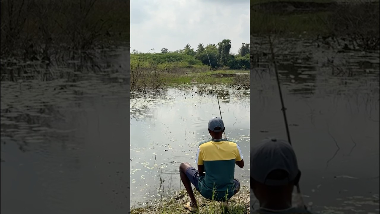 Snakehead fishing in village lotus lake #fishingvideos