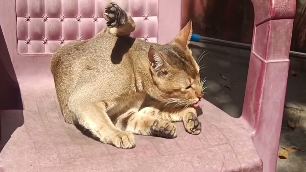 omg 😻cutemy cat #cat #anmals🥰❤😍 #cuteanimal #cute #kitten #cutepet #funnycat #funnyanimal