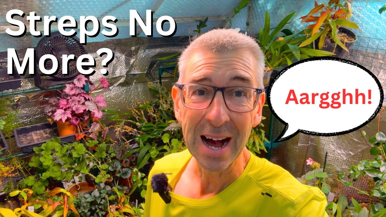 Streptocarpus Problem - Should I Compost Them?