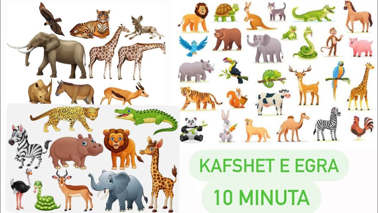 Kafshet e Egra. Kafshet e Xhungles. Mesojme fakte per kafshet.