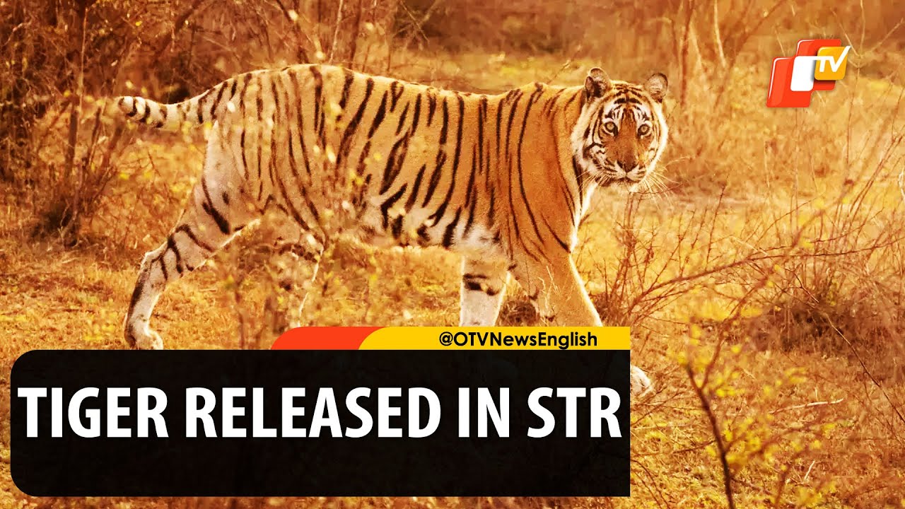 Watch Release Of Tiger In Sariska Tiger Reserve