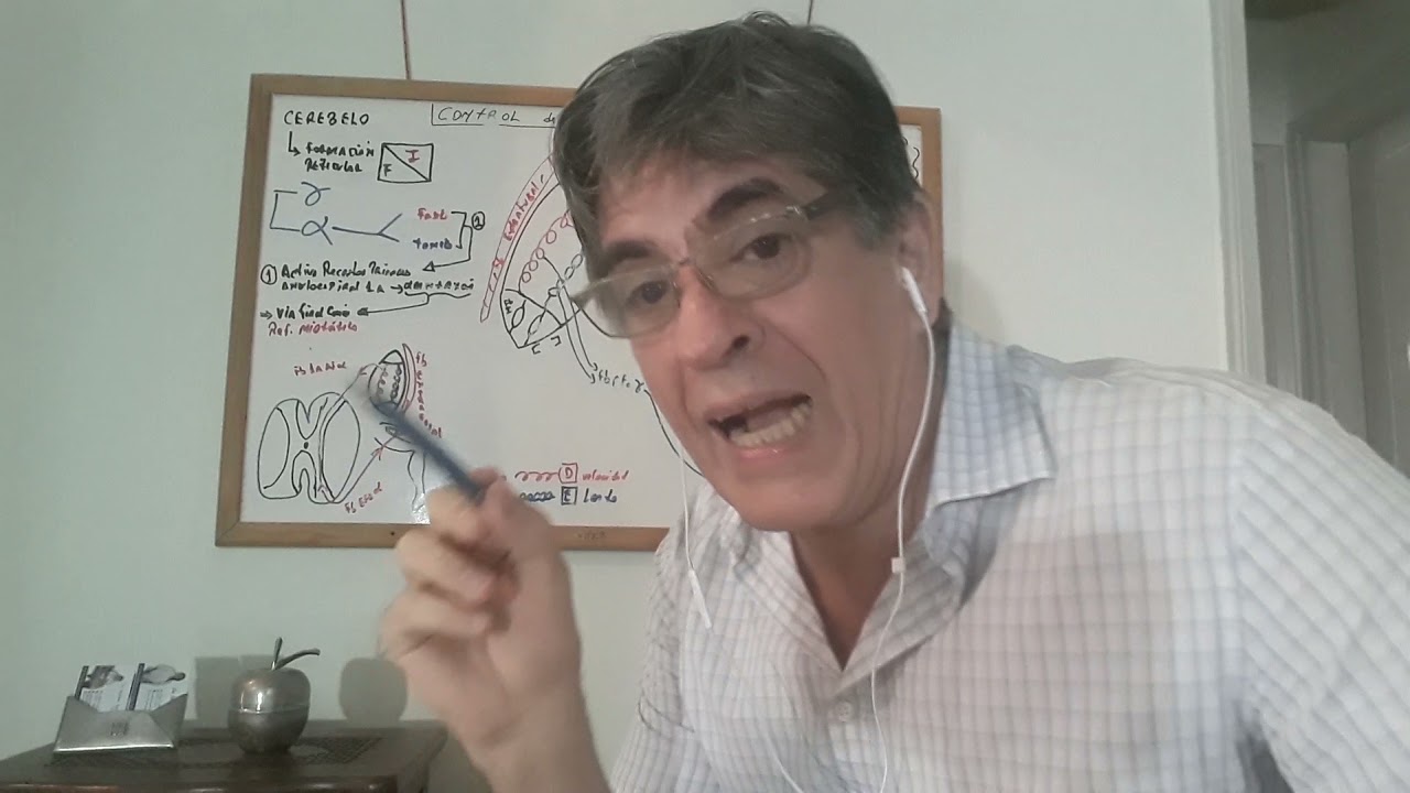 Como  y quién regula el tono muscular I ?  La importancia del huso neuromuscular