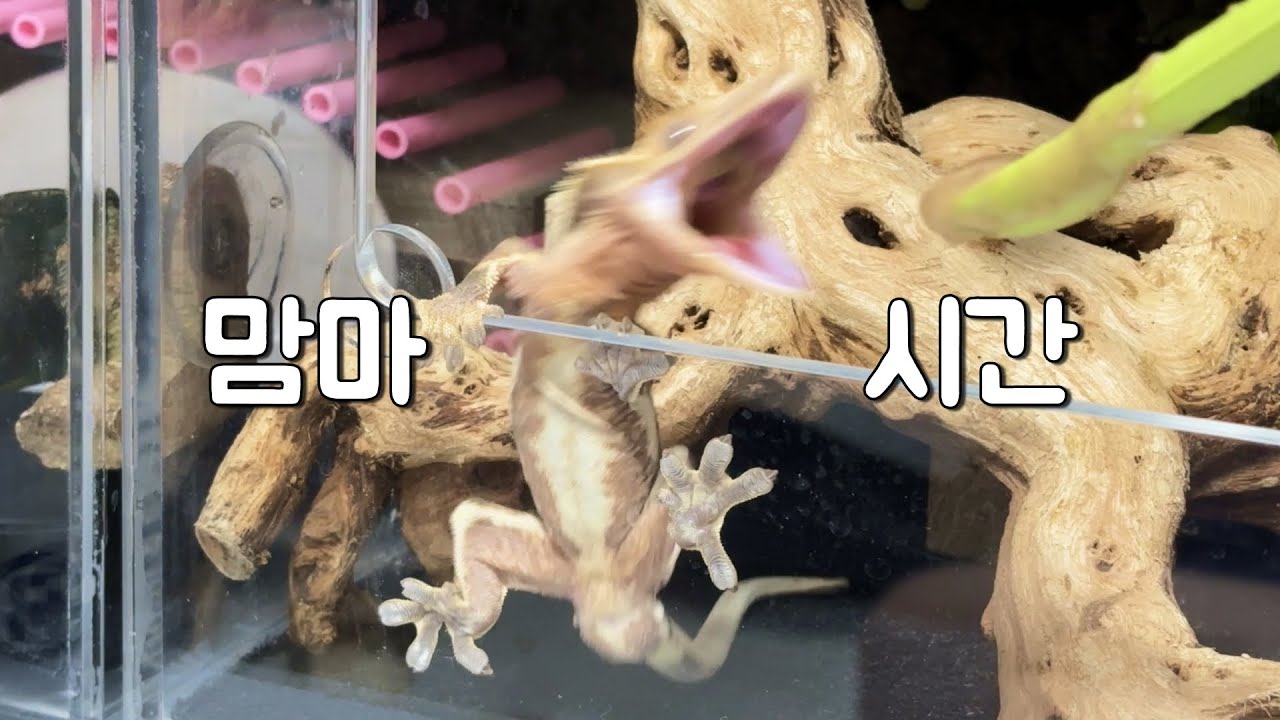 맘마타임