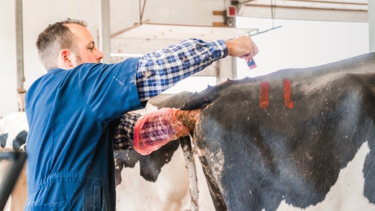 Artificial Insemination/ Breeding in Dairy Cows