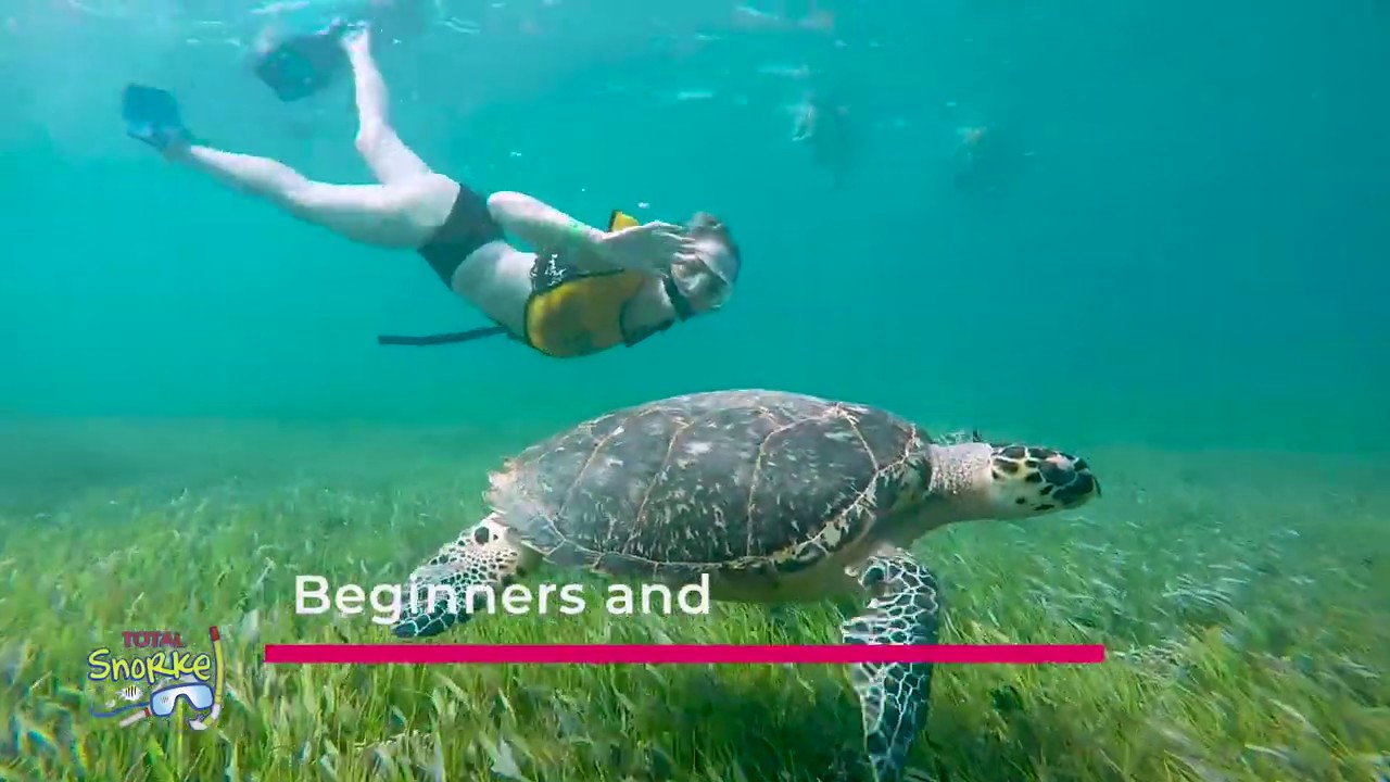 Cancun snorkeling tour with sea turtles and statues