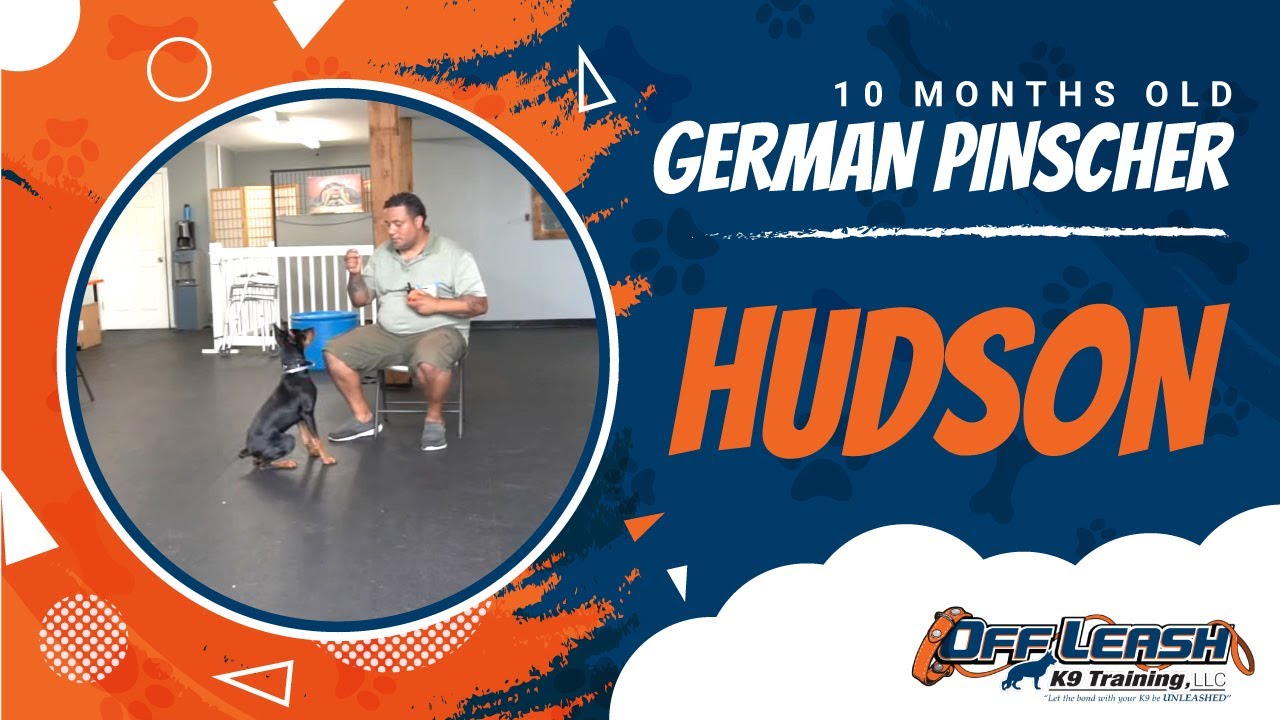 German Pincher Ten Month Old Hudson| Greman Pincher Training| Danny Walker Trained