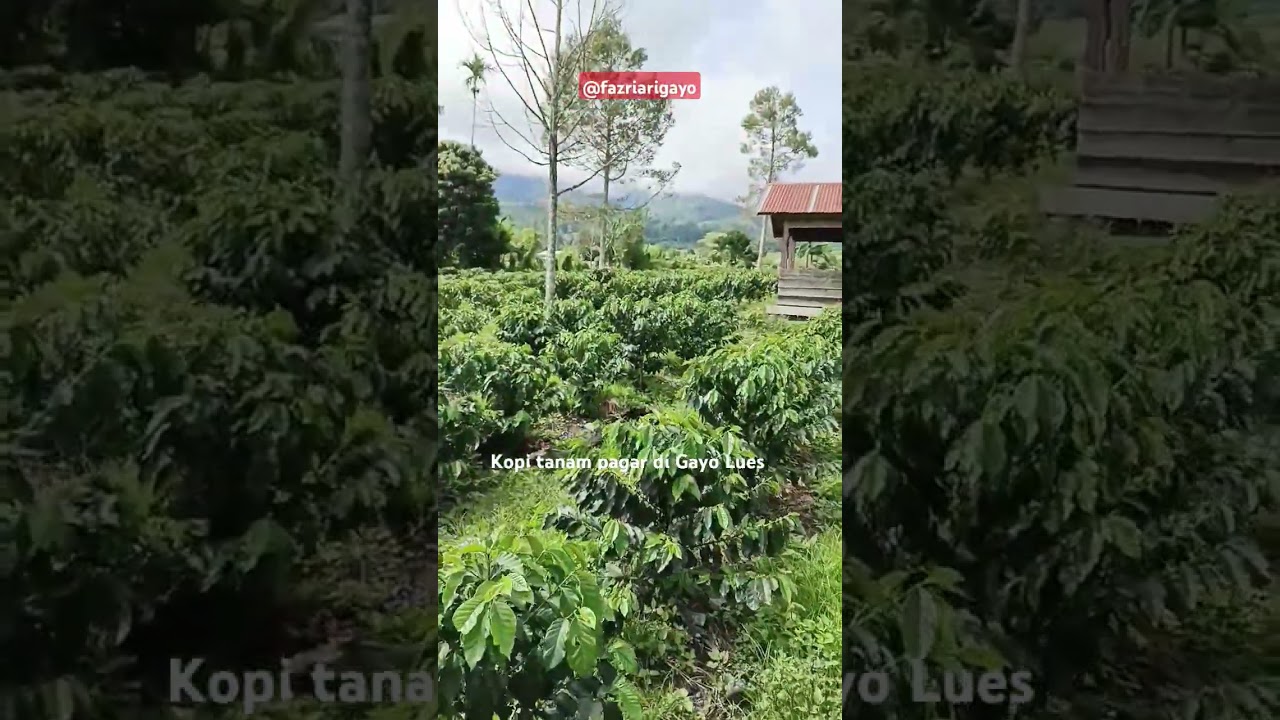 kopi arabika Gayo 3 tanam pagar (kopi siring) di gayo lues.  #gayo #aceh #kopi