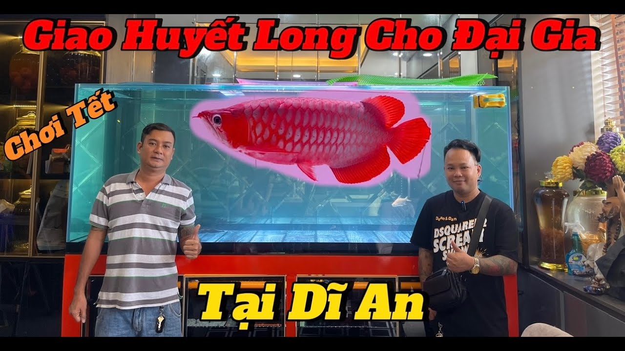 Bàn Giao Huyết Long Cho Anh Zai Chơi Tết | Review Hồ Công Nghệ Sịn Sò Và Cộng Đồng Cá