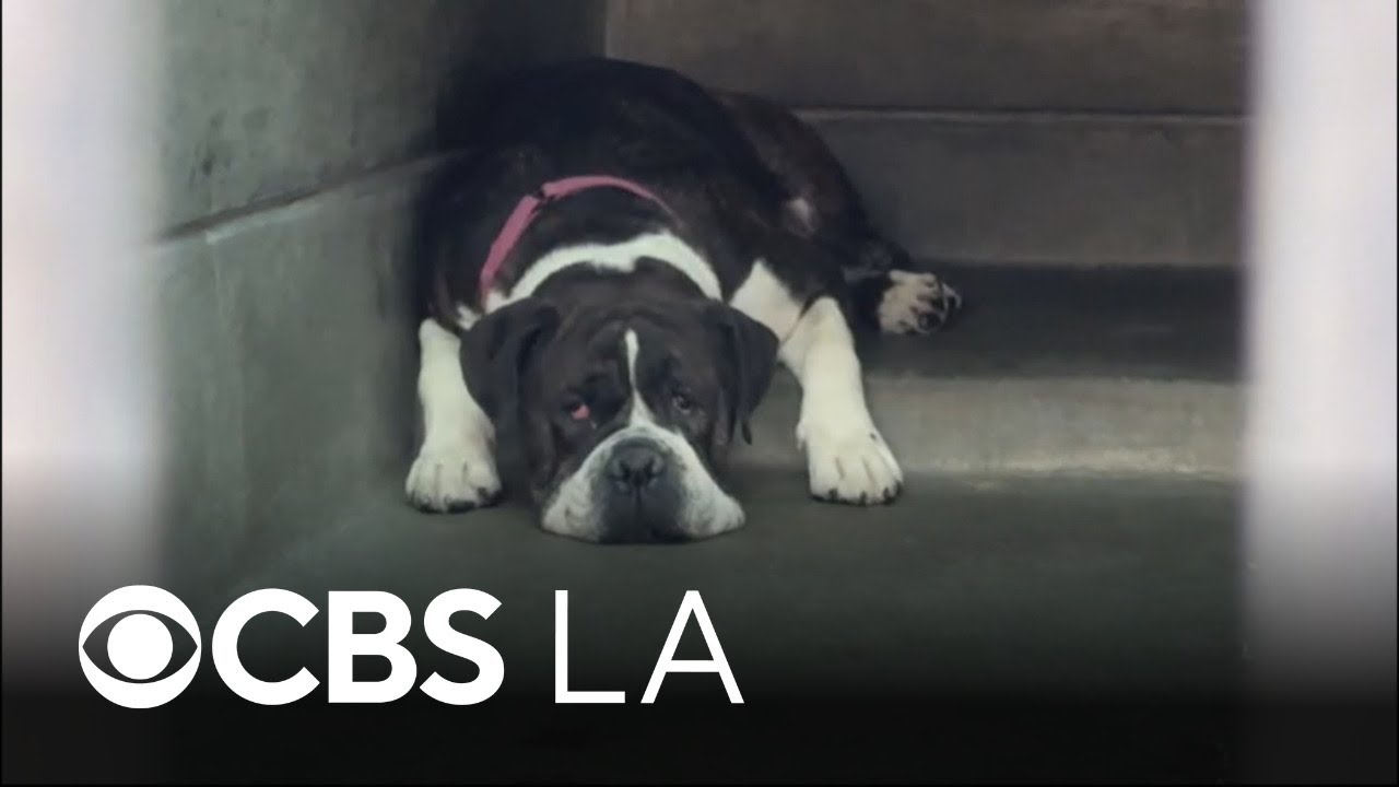 Nonprofit quintupling donations to Pasadena Humane Society for Giving Tuesday