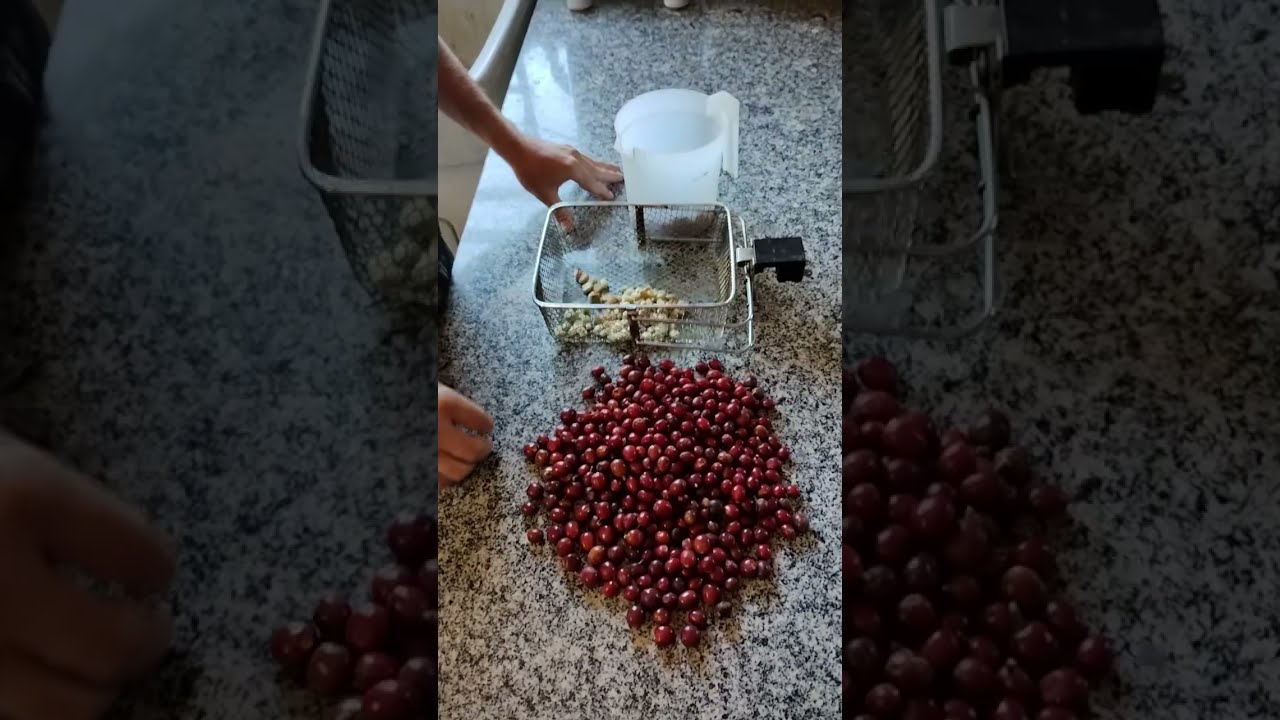 Como produzir seu próprio café .