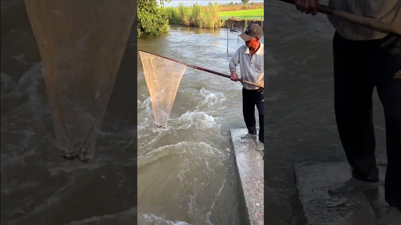 Real Life 100% Net Fishing In River At The Countryside.(Episode 331)