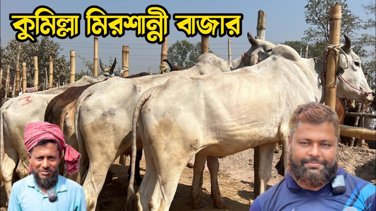 ১৮ ফ্রেবুয়ারি ২০২৬ - কুমিল্লা মিরশান্নী বাজার থেকে কোরবানি উপযোগী বলদ গরুর দাম জানুন । 