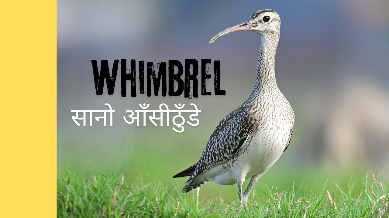 Whimbrel: The Ultimate Migratory Shorebird | Fascinating Facts & Insights