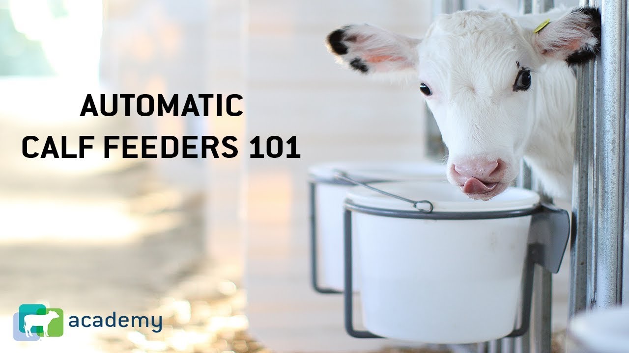 Automatic Calf Feeders 101