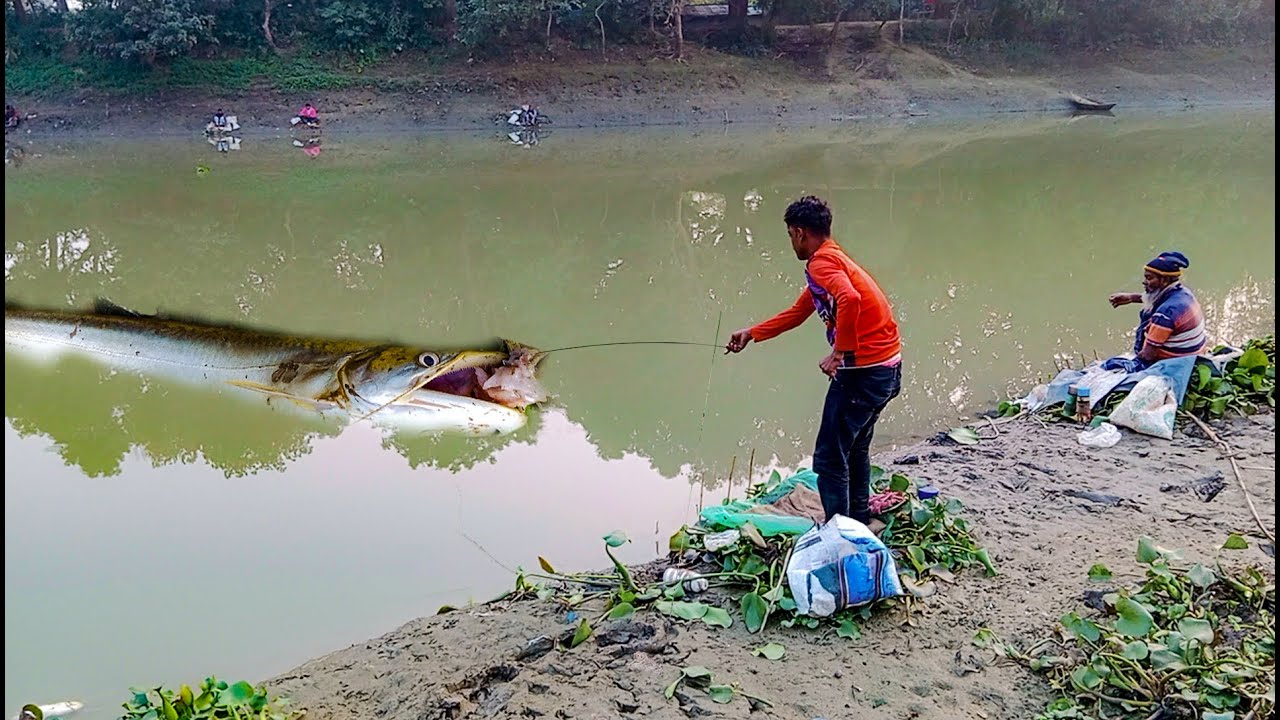 অবিশ্বাস্য ব্যাপার নদী থেকে শিকারির বোয়াল মাছ ধরা যা আপনাকে অবাক করবে