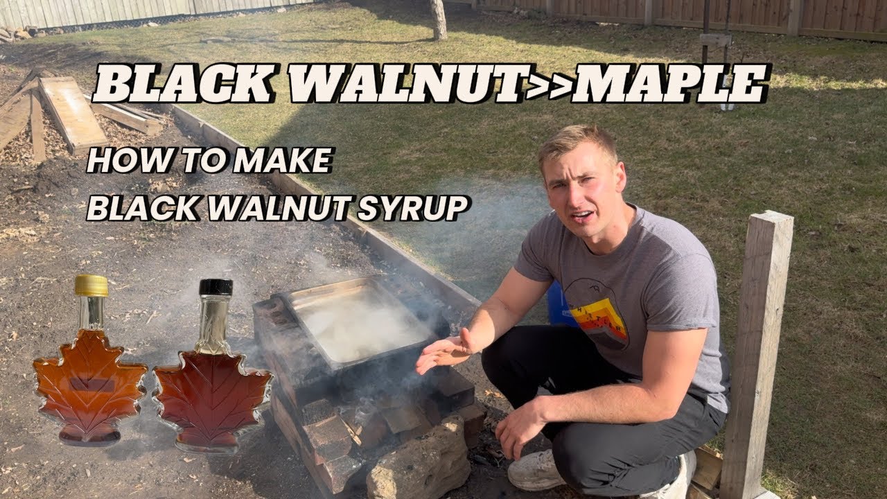The Rare $500/Gallon Syrup You Can Make for Free! Black Walnut over Maple syrup!