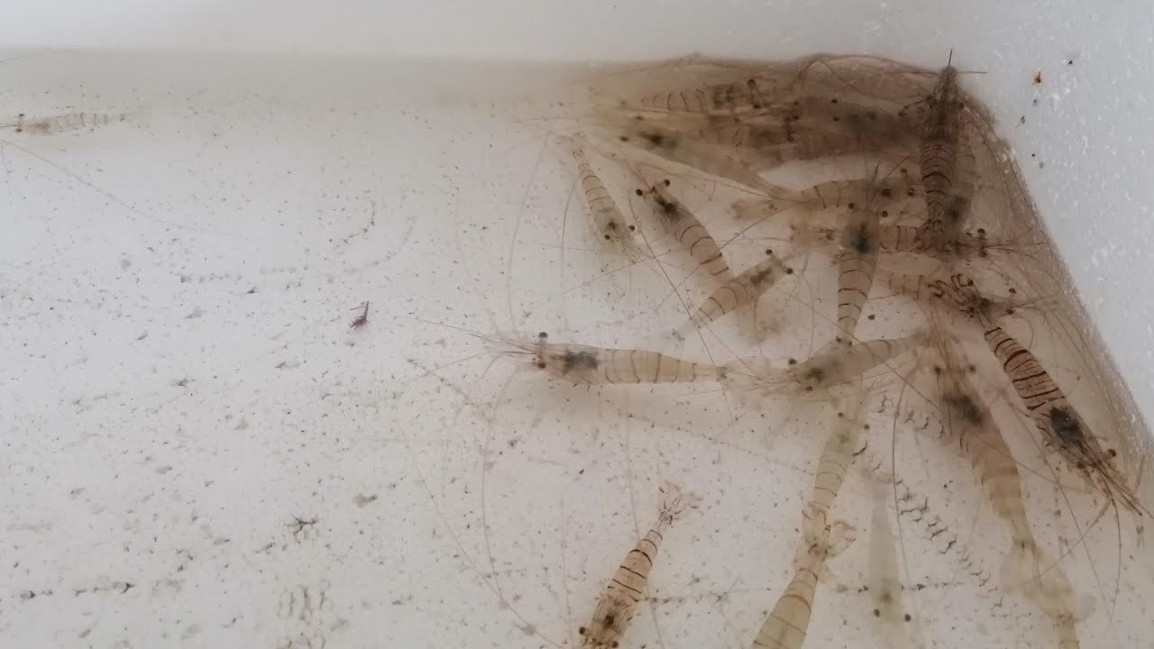 La conservazione del gamberetto vivo, 2 metodi veloci ed efficaci....
