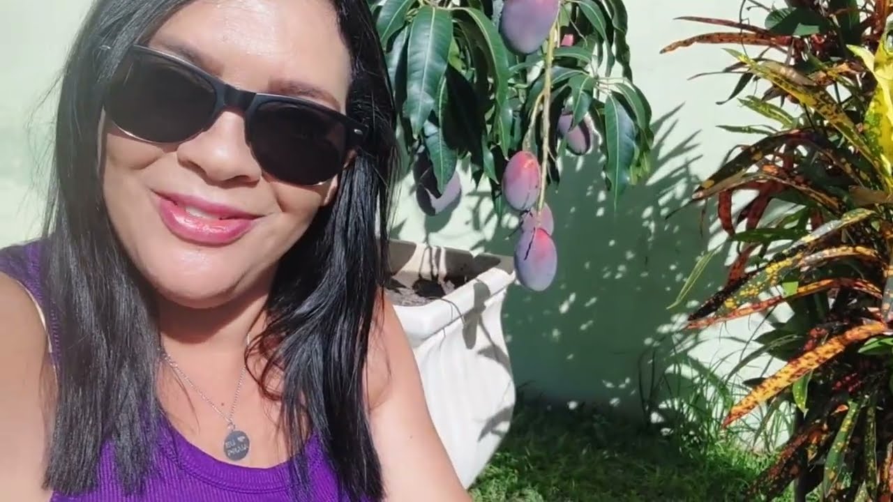 PÉS DE FRUTÍFERAS ENXERTADAS  EM VASOS  . 