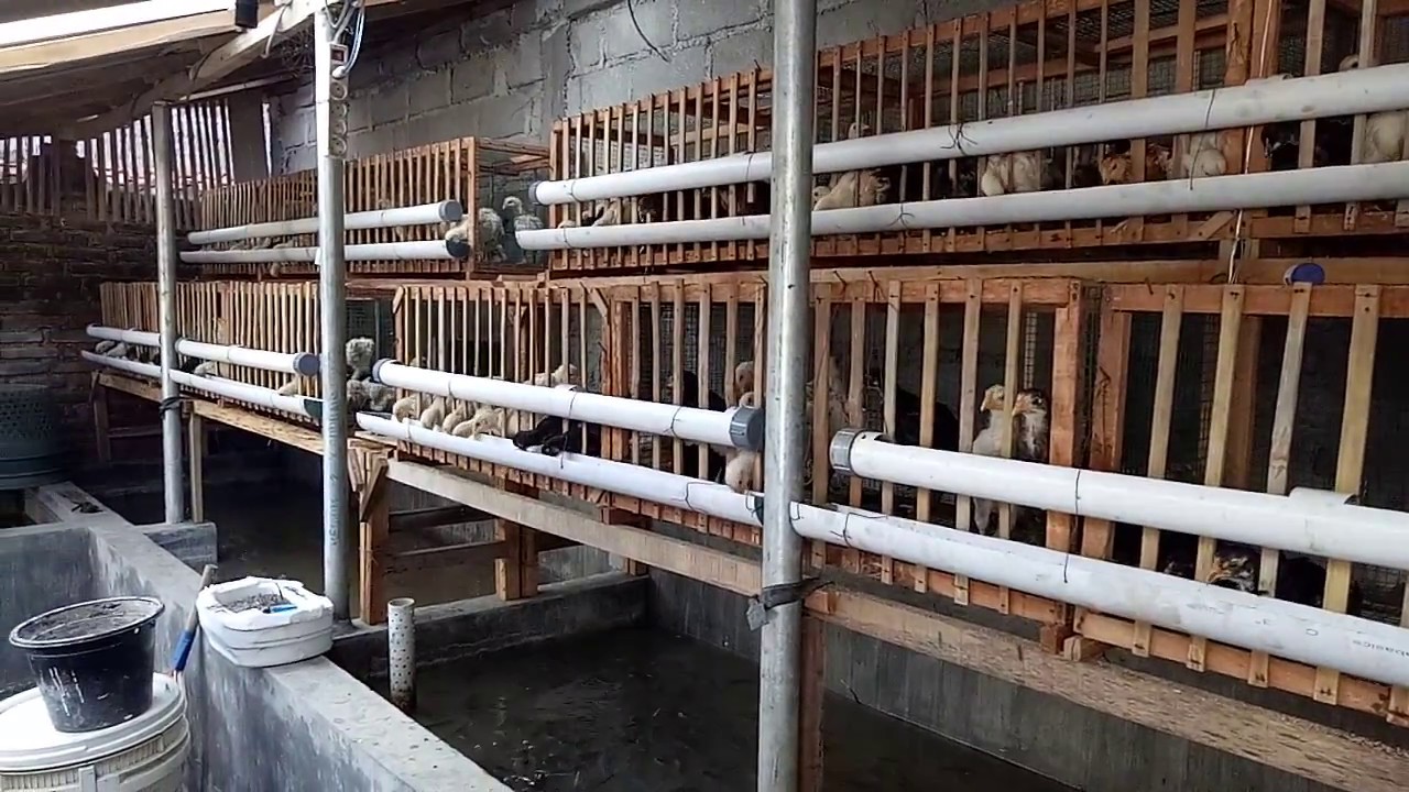 Ternak ayam plus lele (pakai formula soc, 1pakan 2ternak)