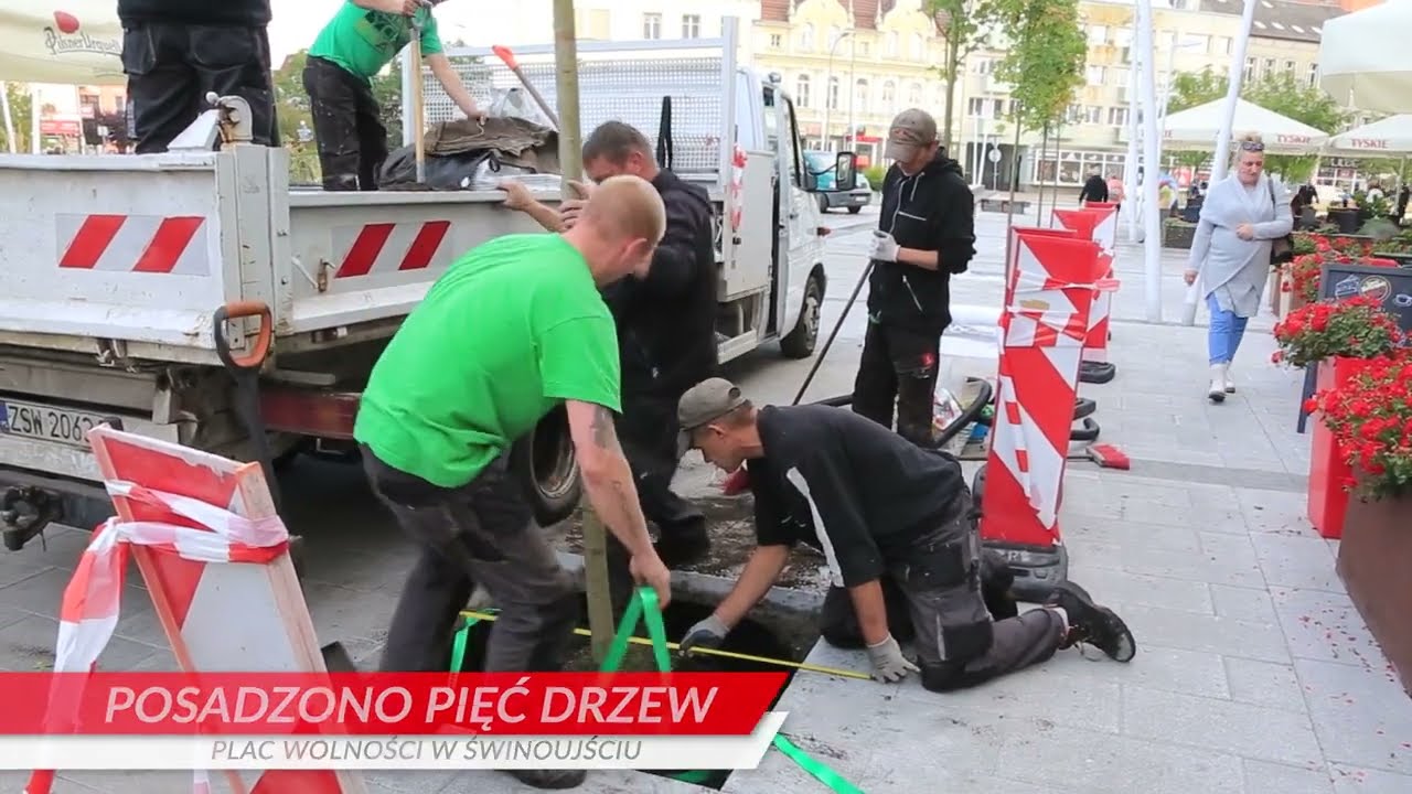 W Świnoujściu na Placu Wolności posadzono pięć młodych drzew