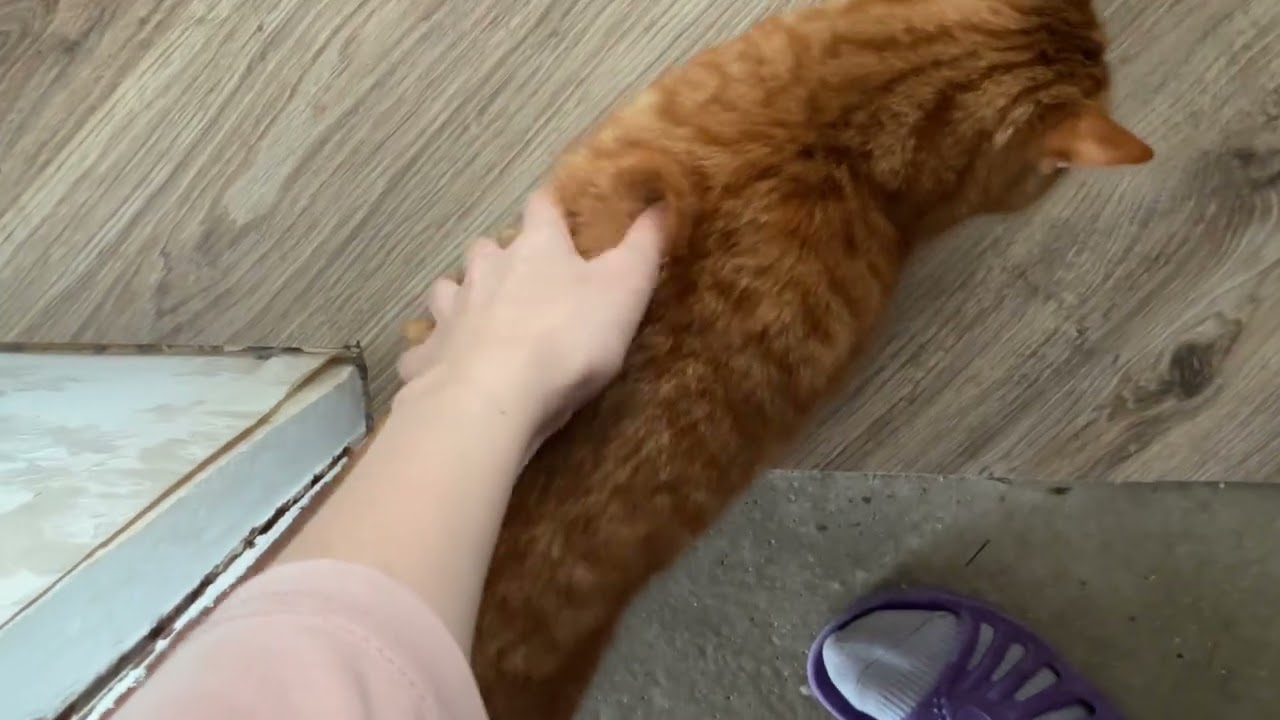 кузя гуляет на балконе зимой