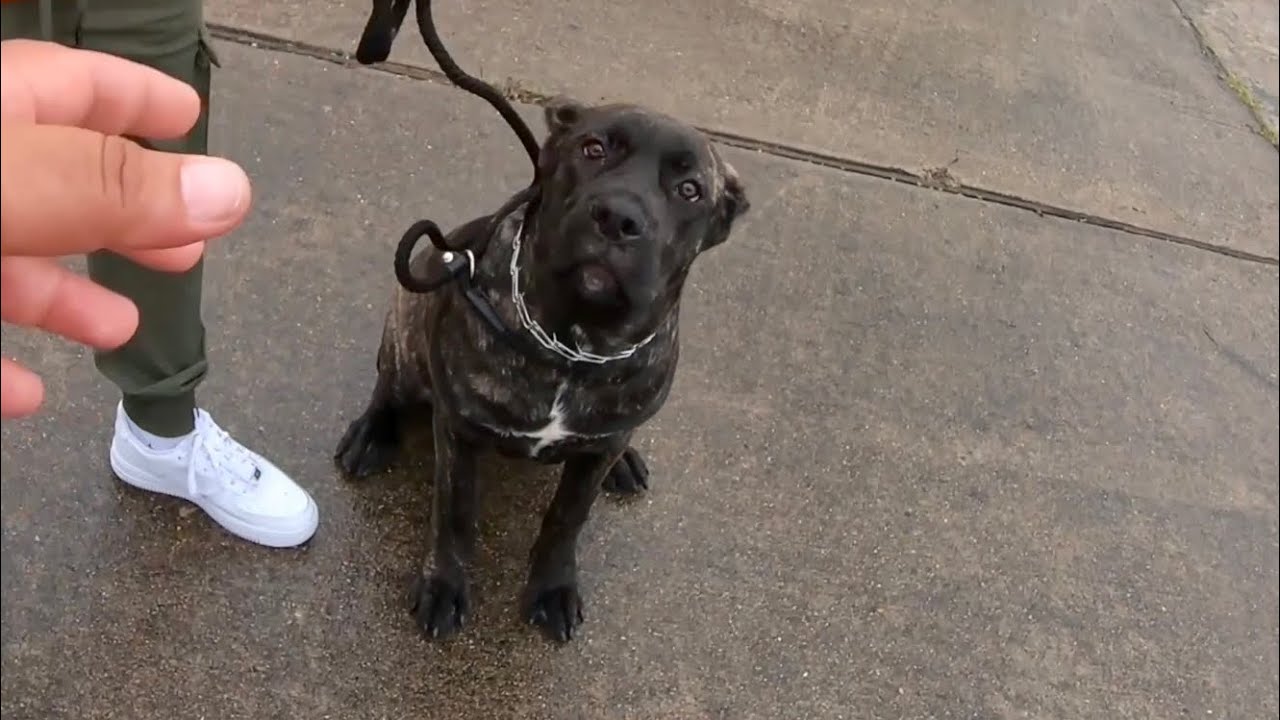 Huge 6 Mos Old Cane Corso Puppy Growls When Reunited After Guard Dog Conditioning! | Roxy