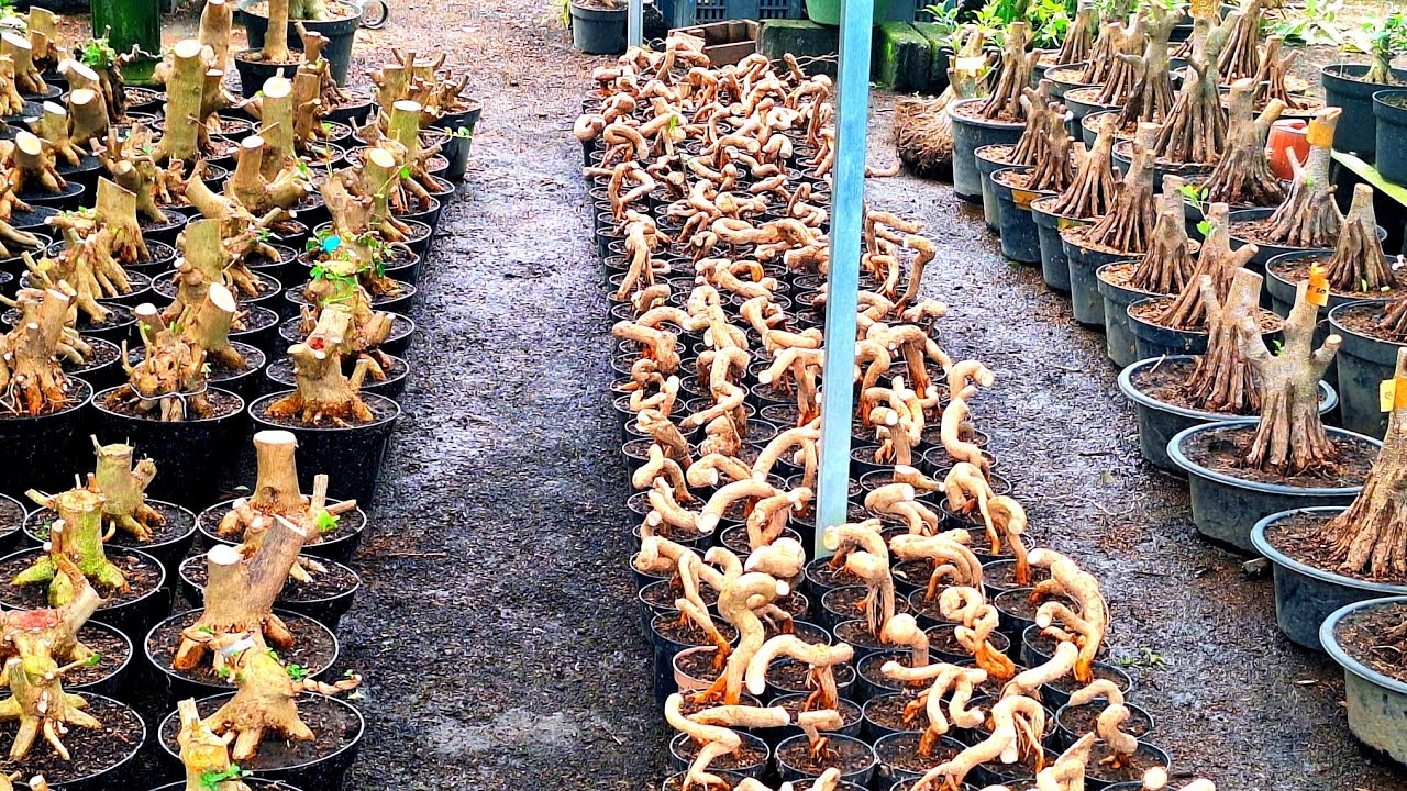 Review Harga Berbagai Jenis Bahan Bonsai WaO8533O175237 (BP Lumanjang)