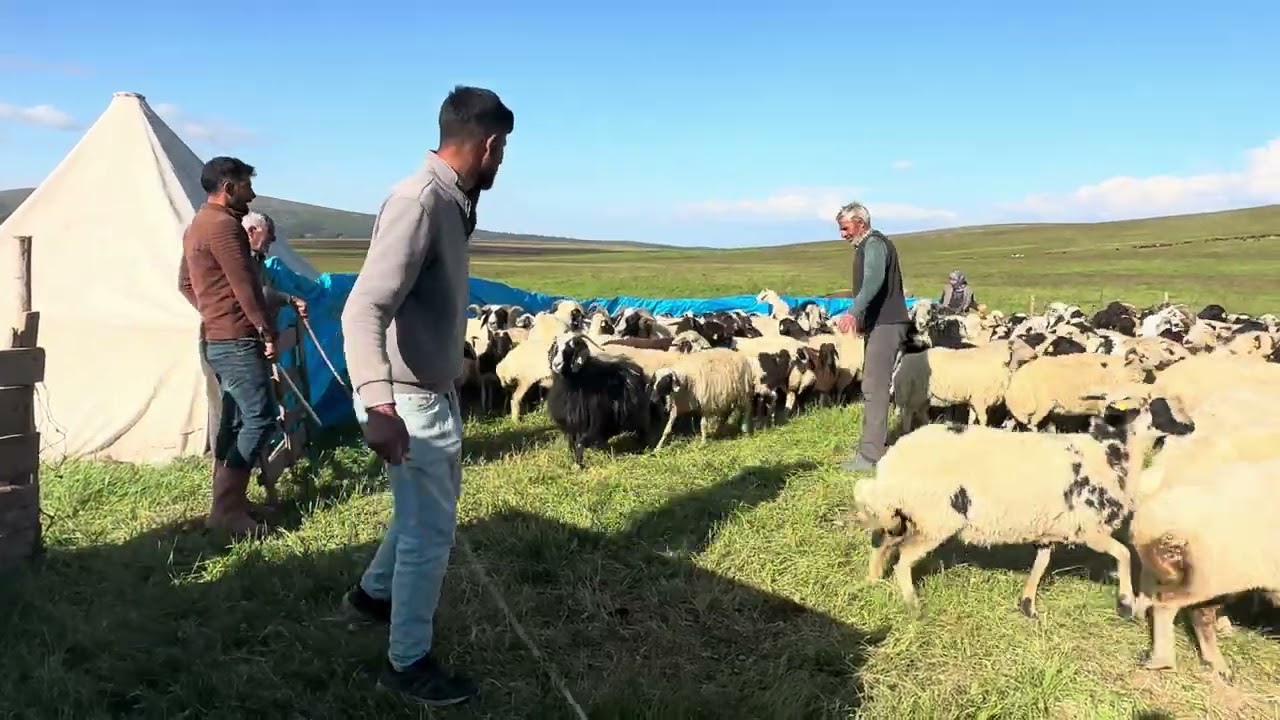 SAĞIM İÇİN KOYUNLARI VE KUZULARI AYIRDIK