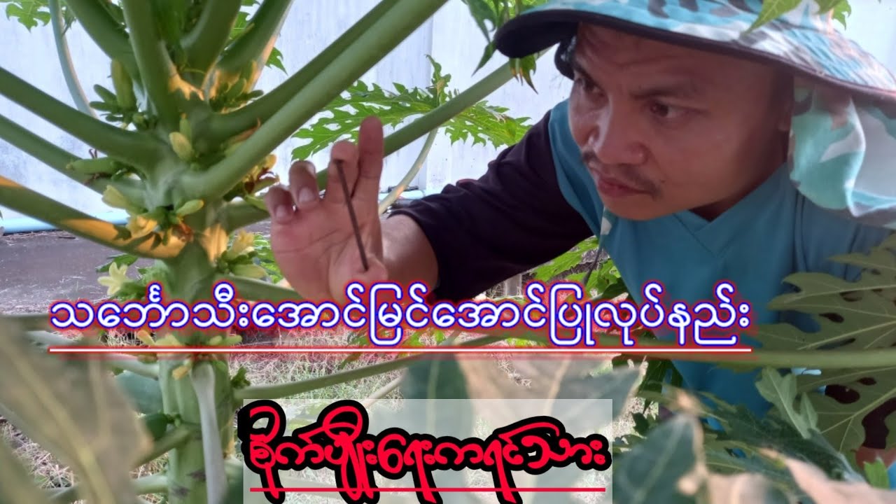 agricultureသင်္ဘောသီးအောင်မြင်အောင်ပြုလုပ်နည်း စိတ်ဝင်စားရင်ဝင်ကြည့်လိုက်ပါဗျာ စိုက်ပျိုးရေးကရင်သား