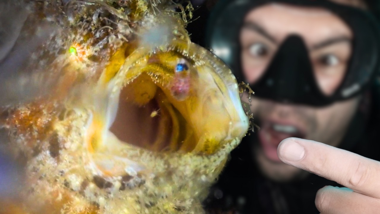I Found 5 Rare Ocean Creatures YOU’VE Never Seen Before…