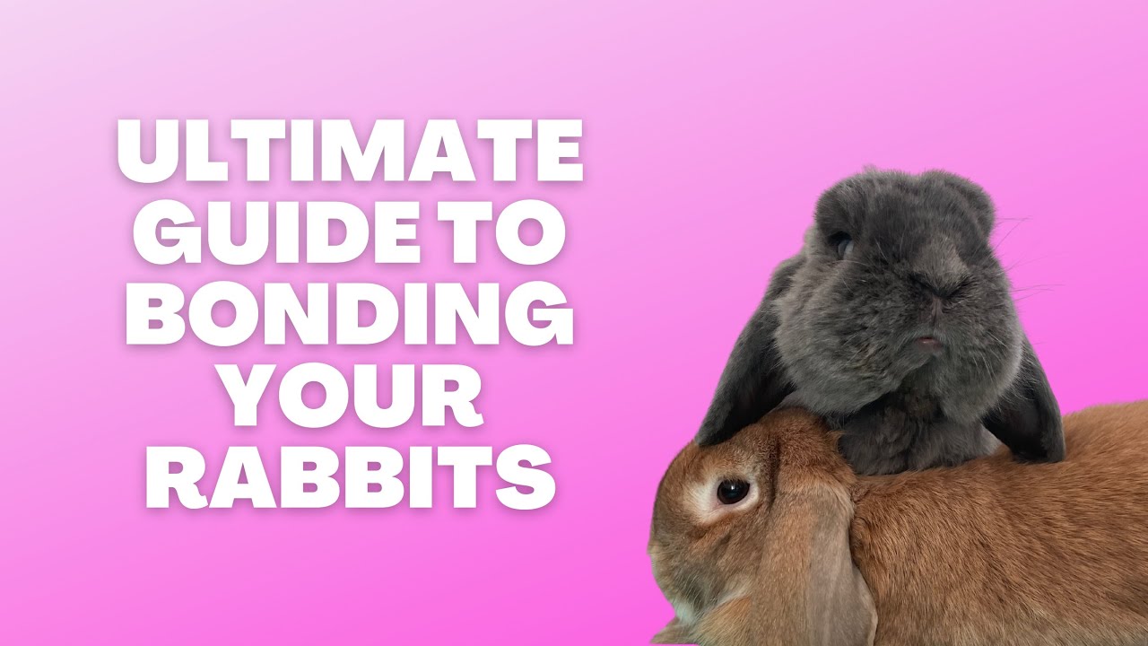 How to successfully bond rabbits
