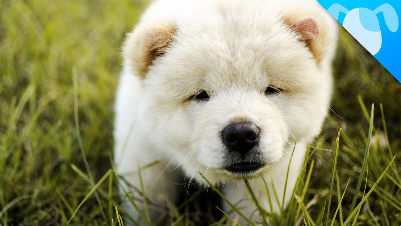 Chow Chow Facts