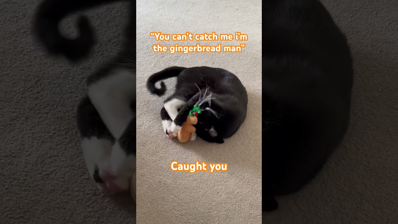 #kitten #kittensofinstagram #kittycatvideosfunny #funny #shortvideo #catshorts #cat #play #catlover