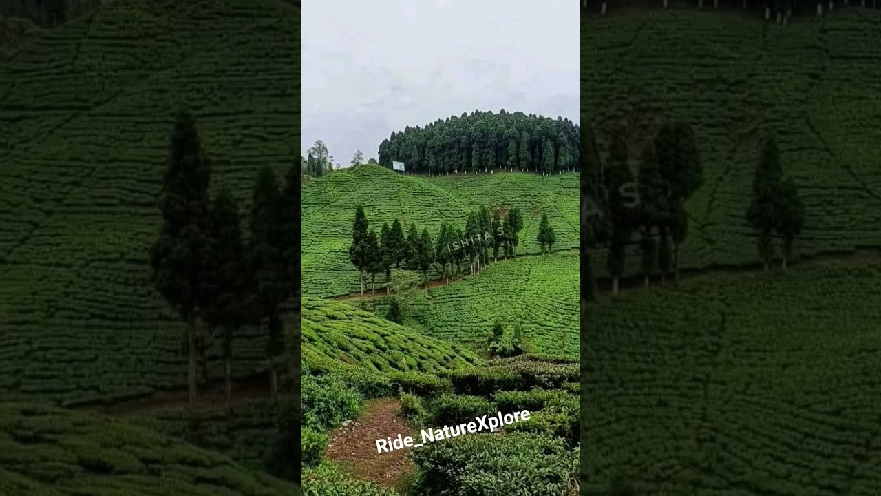 #sitong #darjeeling #hillstation #nature #naturephotography #naturelovers #riding