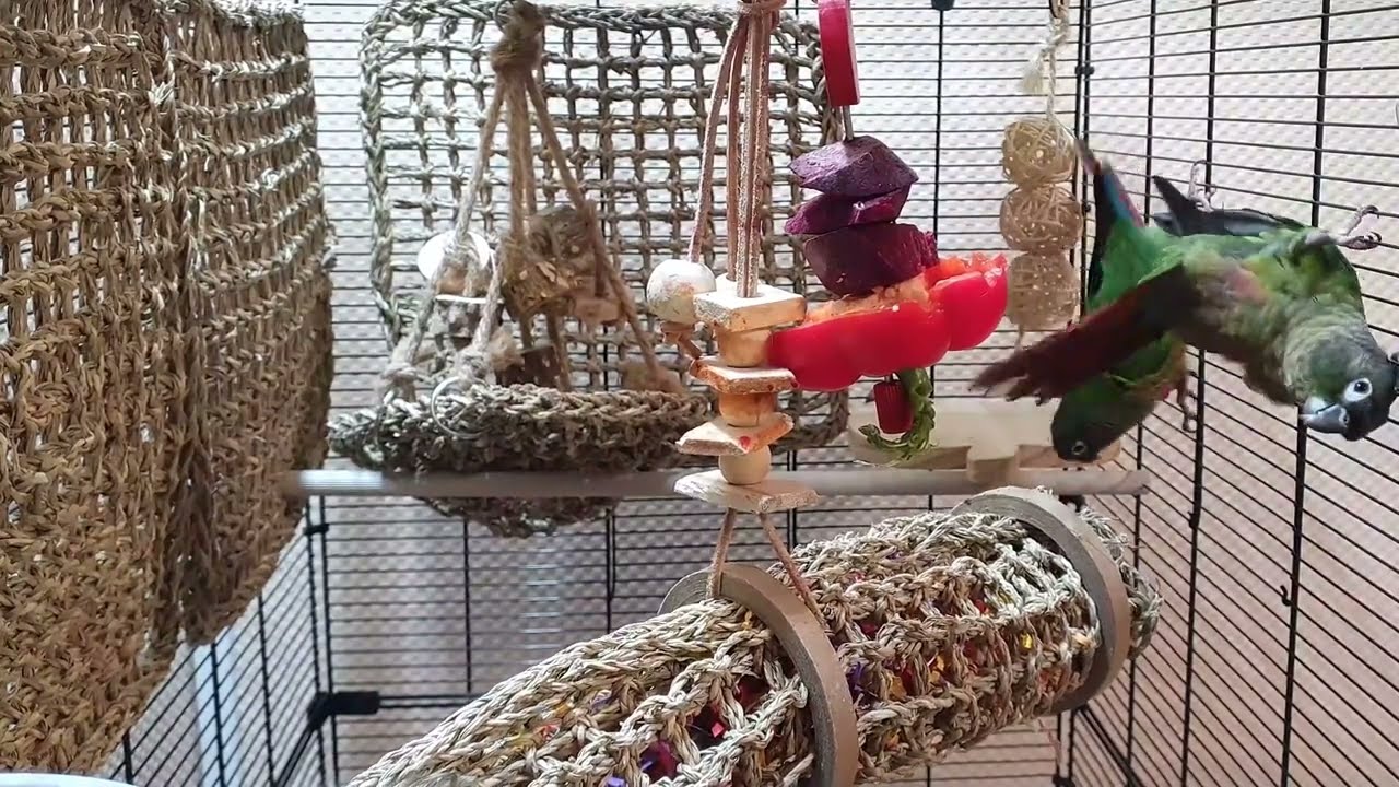 conure parakeet sounds for relaxation