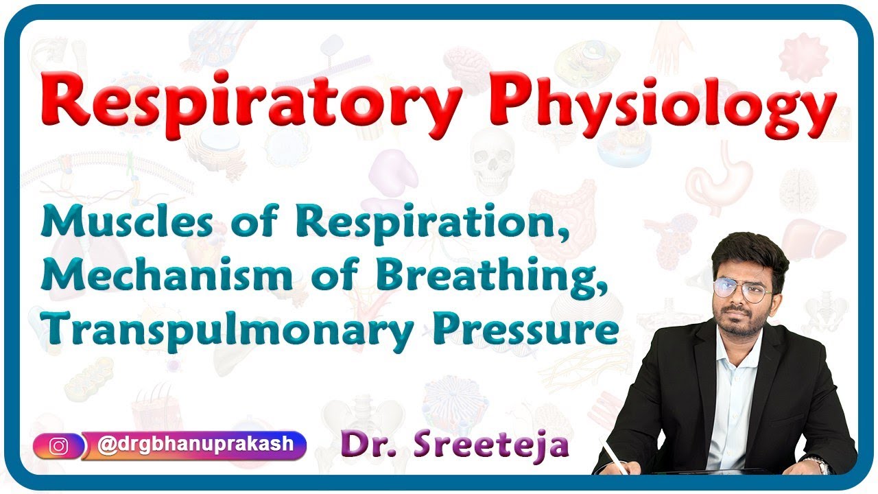 Muscles of respiration, Mechanism of breathing, Transpulmonary pressure : Physiology USMLE Step 1