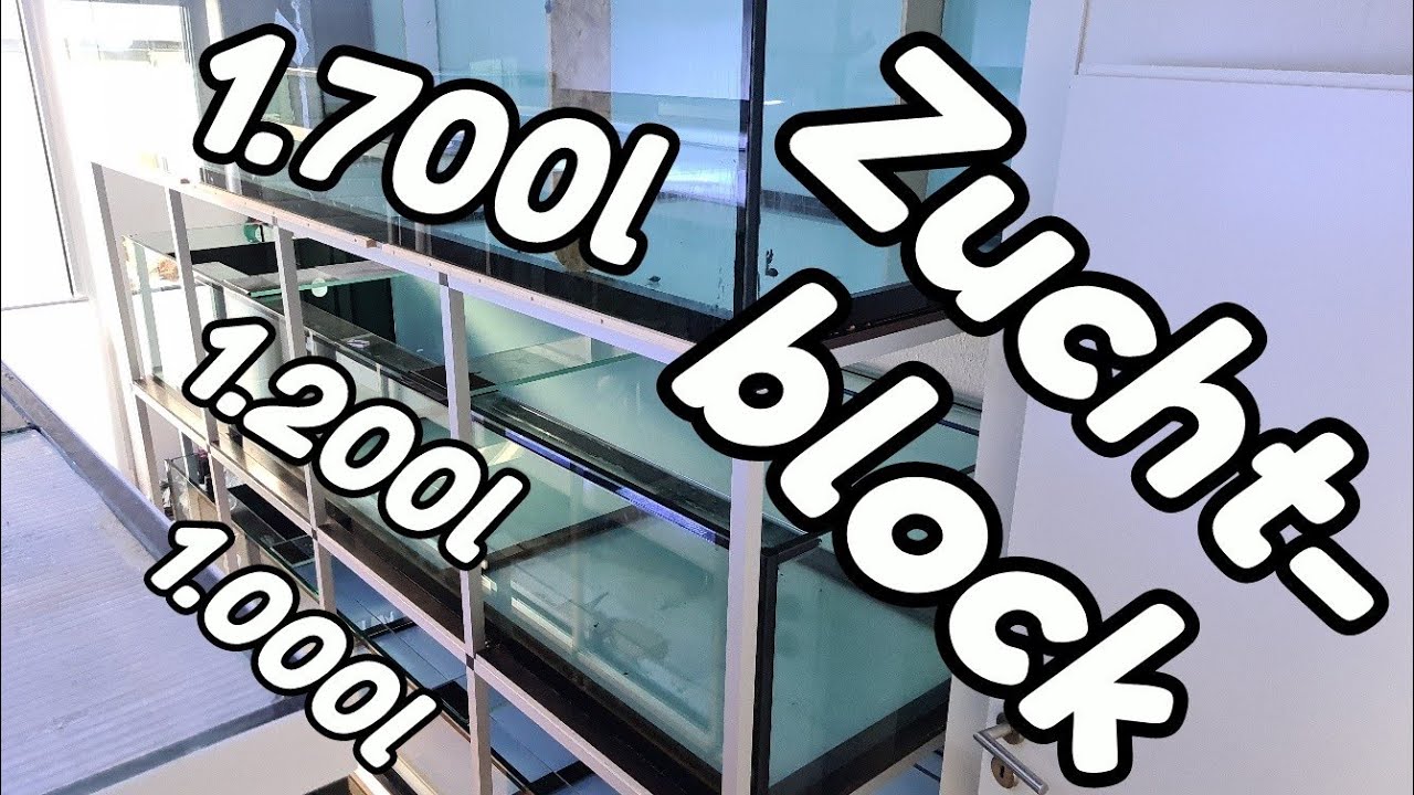 3.900l-Zuchtblock - Die Aquarien sind aufgebaut