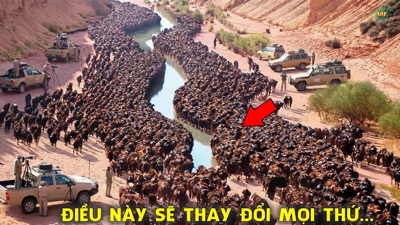 Mỹ Thả Hơn 300 QUÁI VẬT 1 Tấn Để Cứu Lục Địa Khỏi Sụp Đổ | Bí Mật Của Thế Giới Tự Nhiên